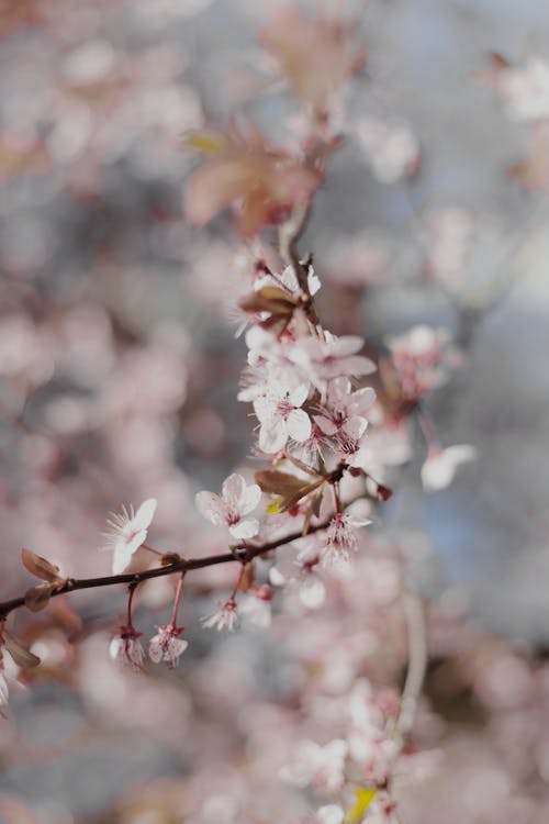 Photos gratuites de arbre, bourgeons, branche