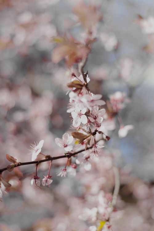 Free Beautiful pink cherry blossoms in full bloom during spring, capturing nature's elegance. Stock Photo