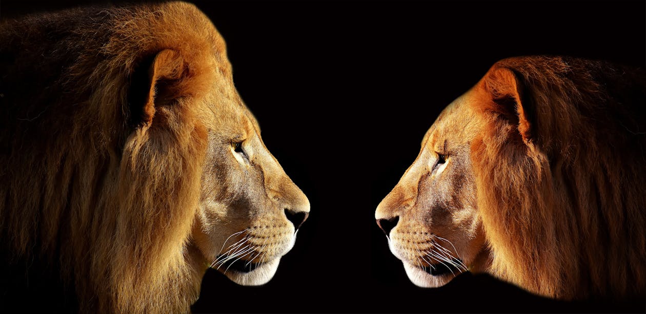 Gratis lagerfoto af afrique, ansigt-ansigt, deux løve