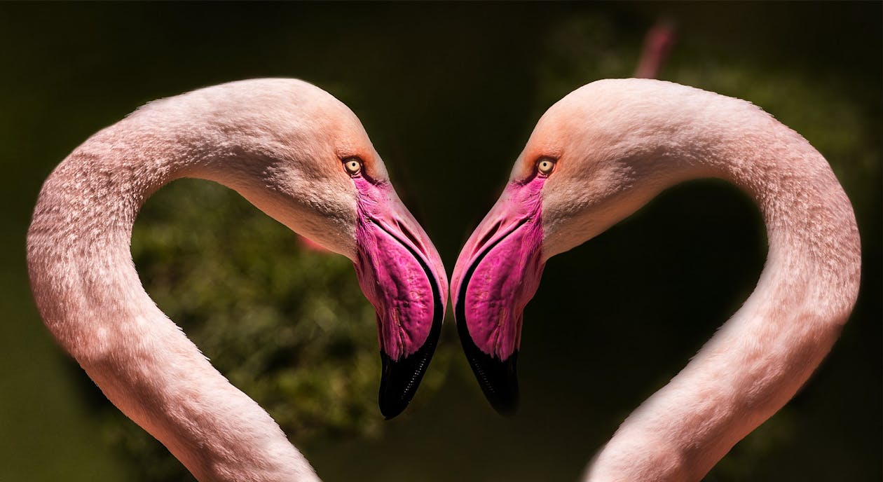 Imagine de stoc gratuită din cà „ur, femelle, fotografie