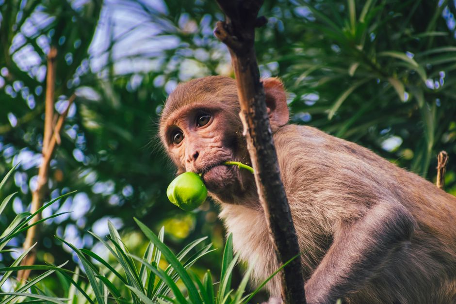 Close-up of a wild monkey biting into a green fruit among lush green leaves.