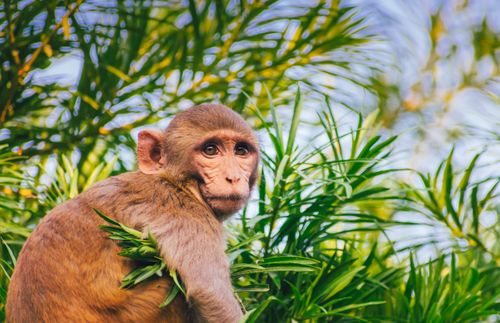 Free Close-up of a monkey surrounded by vibrant green leaves, showcasing wildlife beauty. Stock Photo