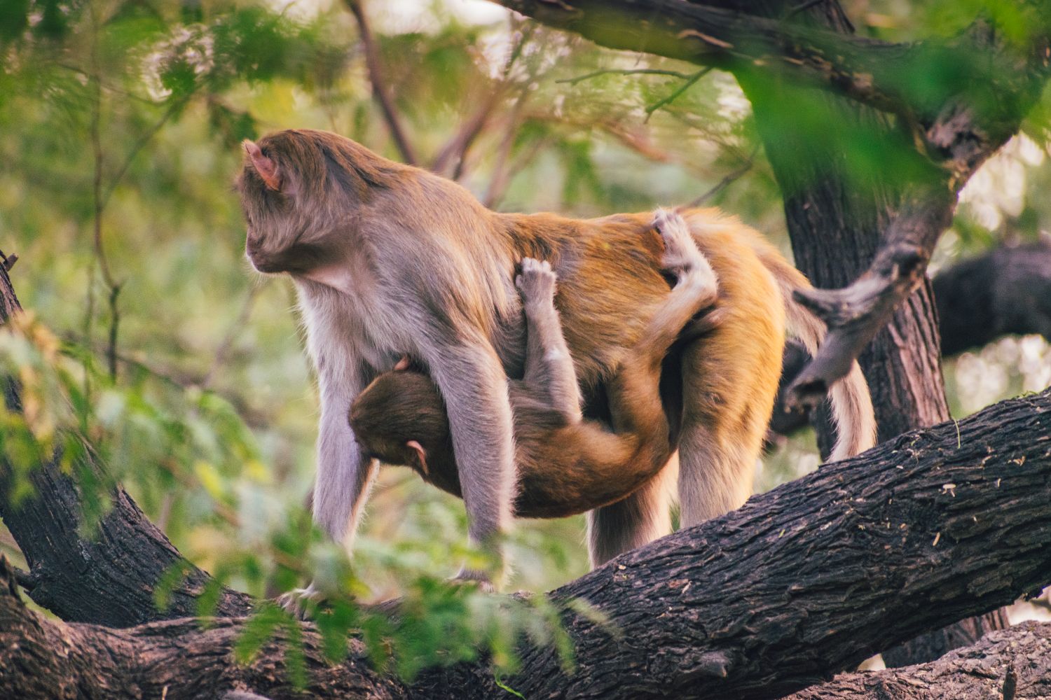 Mother Monkey Photos, Download The BEST Free Mother Monkey Stock Photos ...
