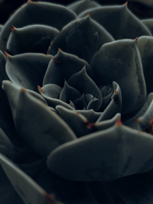 Echeveria flower with green leaves
