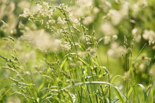 Kostnadsfri bild av gräs, grön, närbild