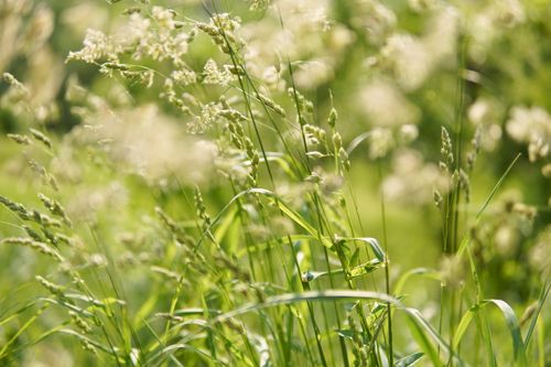 Free Close-up of lush green grass with delicate blossoms in a sunlit field during summer. Stock Photo