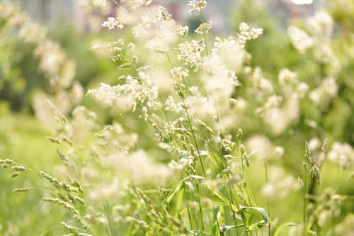 Close-up of Wild Grass on a Field 