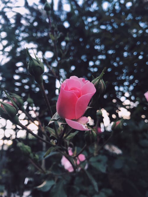 愛, 粉紅色的玫瑰, 花園 的 免費圖庫相片