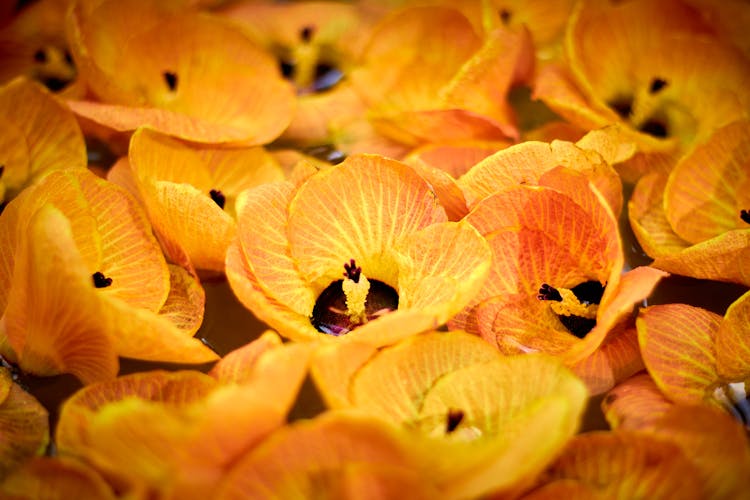 Yellow Hibiscus