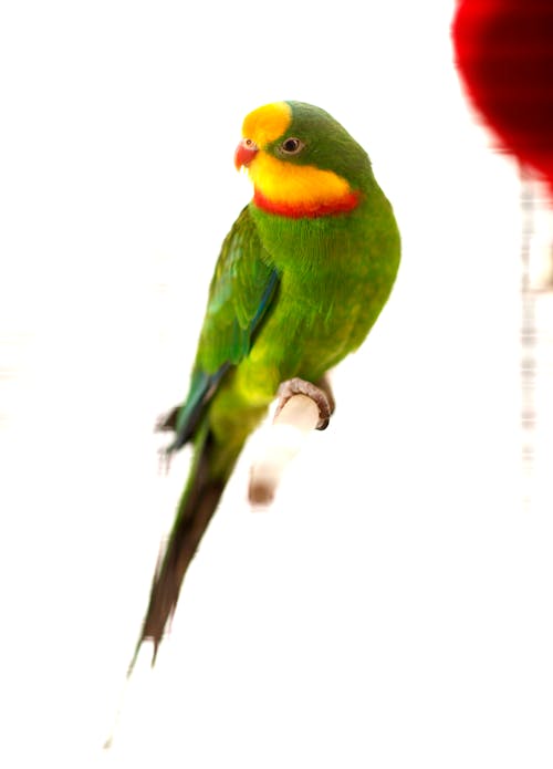 Free stock photo of parrot