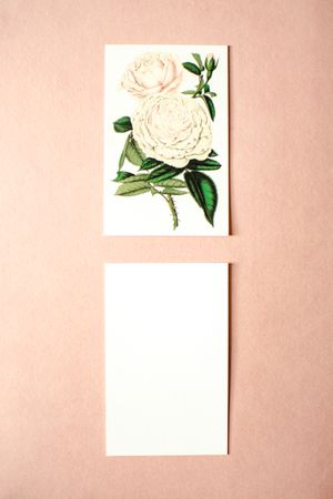 Botanical rose card on blush paper — photo by Eva Bronzini on Pexels