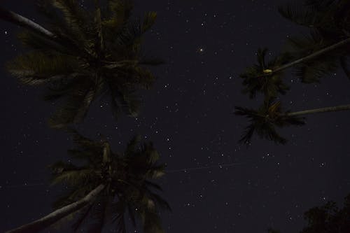 Gratis stockfoto met beroemdheden, nachtelijke hemel, palmbomen