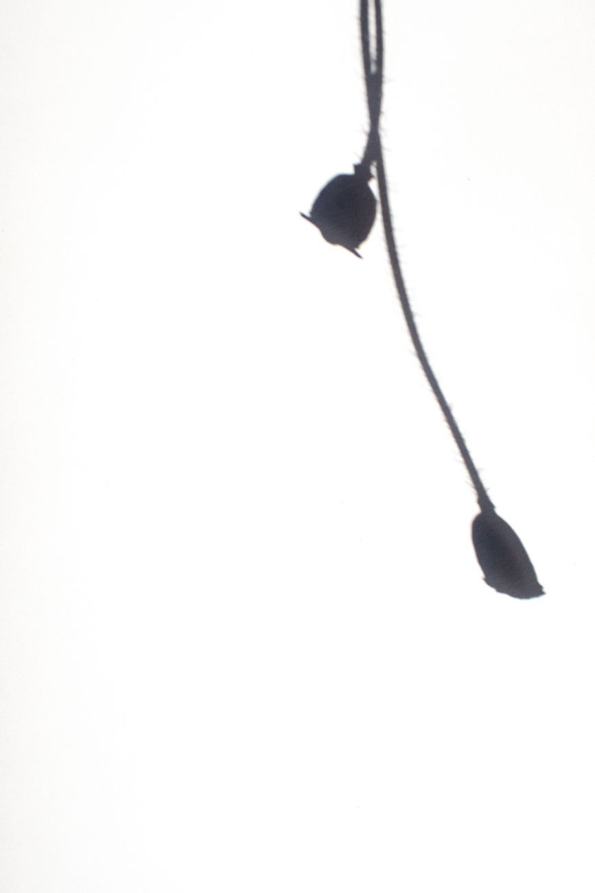 High-key minimalist silhouette of plant stems against a white background.. high, minimalist, silhouette