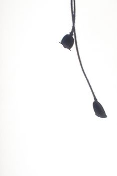 High-key minimalist silhouette of plant stems against a white background.. high, minimalist, silhouette