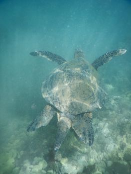 Captivating underwater shot of a sea turtle gliding through clear Hawaiian waters, showcasing marine wildlife.