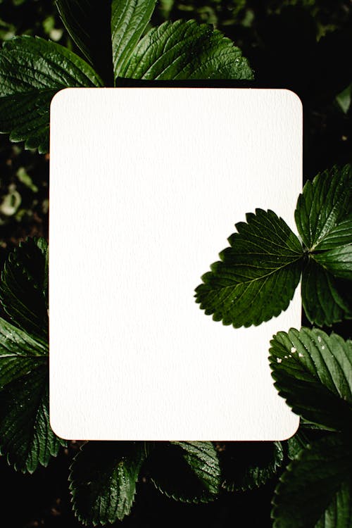 A Blank Paper and Green Leaves