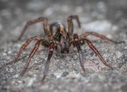 Detailed close-up shot of a hairy tarantula showing its intricate features and texture.