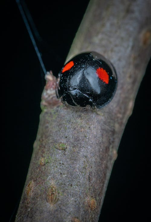 Free Black Lady Beetle on Stem of a Plant Stock Photo