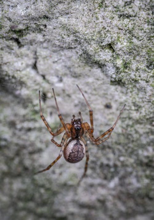 Brown Long Legged Spider on Mossy Rock