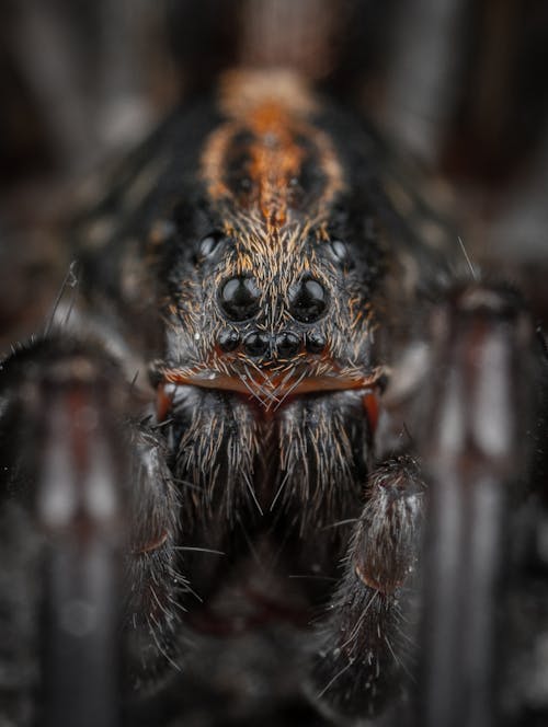 Eyes of a Wolf Spider in Close Up Photography