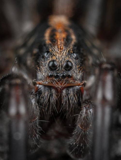 Free Detailed macro of a spider showcasing its eyes and hairy texture in great detail. Stock Photo
