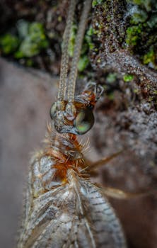 Highly detailed macro photograph of an insect with compound eyes on rough bark.