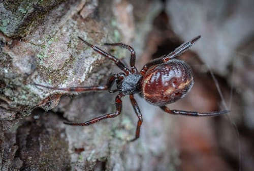 False Widow Spider on Tree 