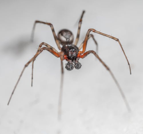False Widow Spider in Macro Photography