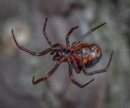 Free stock photo of abdomen, animal, arachnid