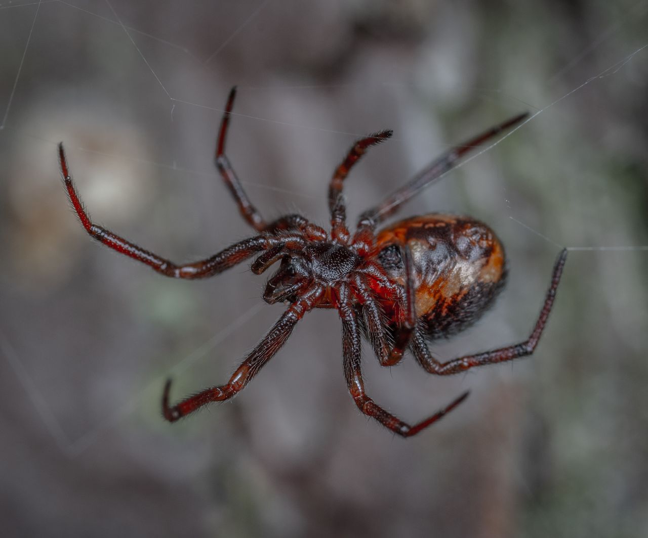 detailed macro shot of a spider on its web highlighting its intricate