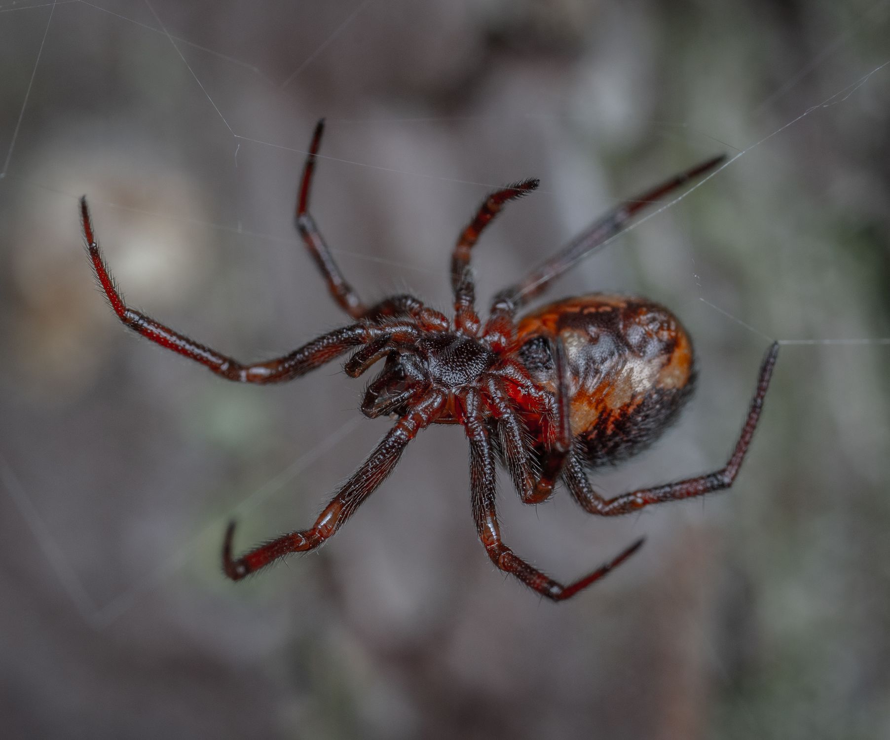 Close Up of Spider on Spider Web · Free Stock Photo