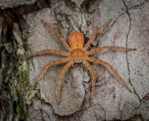 Close Up Photo of Nursery Web Spider on Rock
