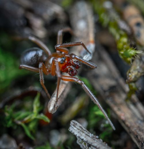 Free Detailed macro shot of a spider, highlighting its features in a natural setting. Stock Photo
