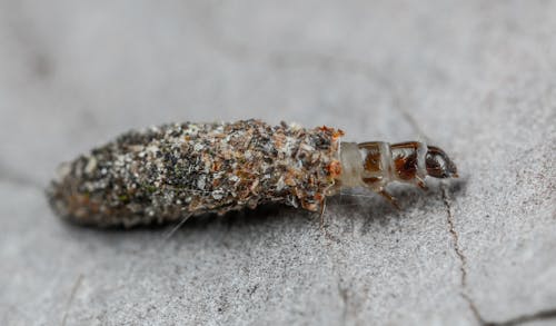 Kostenlos Kostenloses Stock Foto zu entomologie, horizontal, insekt Stock-Foto