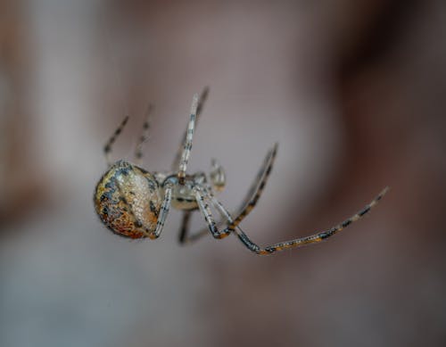 House Spider in Close Up Photography