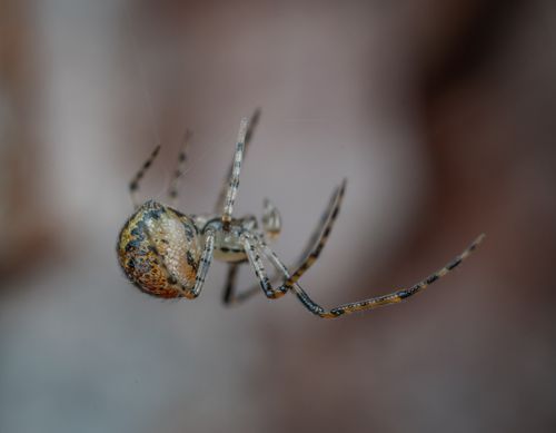 Free Detailed macro shot of a spider with a blurred background, showcasing its intricate details. Stock Photo