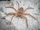 Detailed view of a brown desert recluse spider on a natural rock surface.