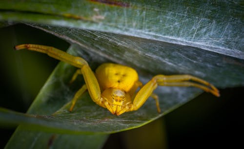 Yellow Spider on Green Leaf