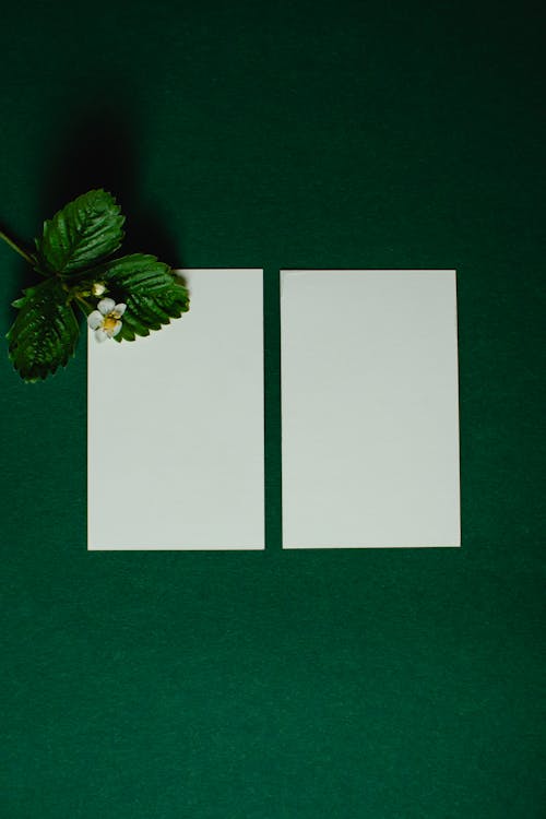 A Stem of White Flower with Green Leaves Beside Blank White Papers on a Green Surface