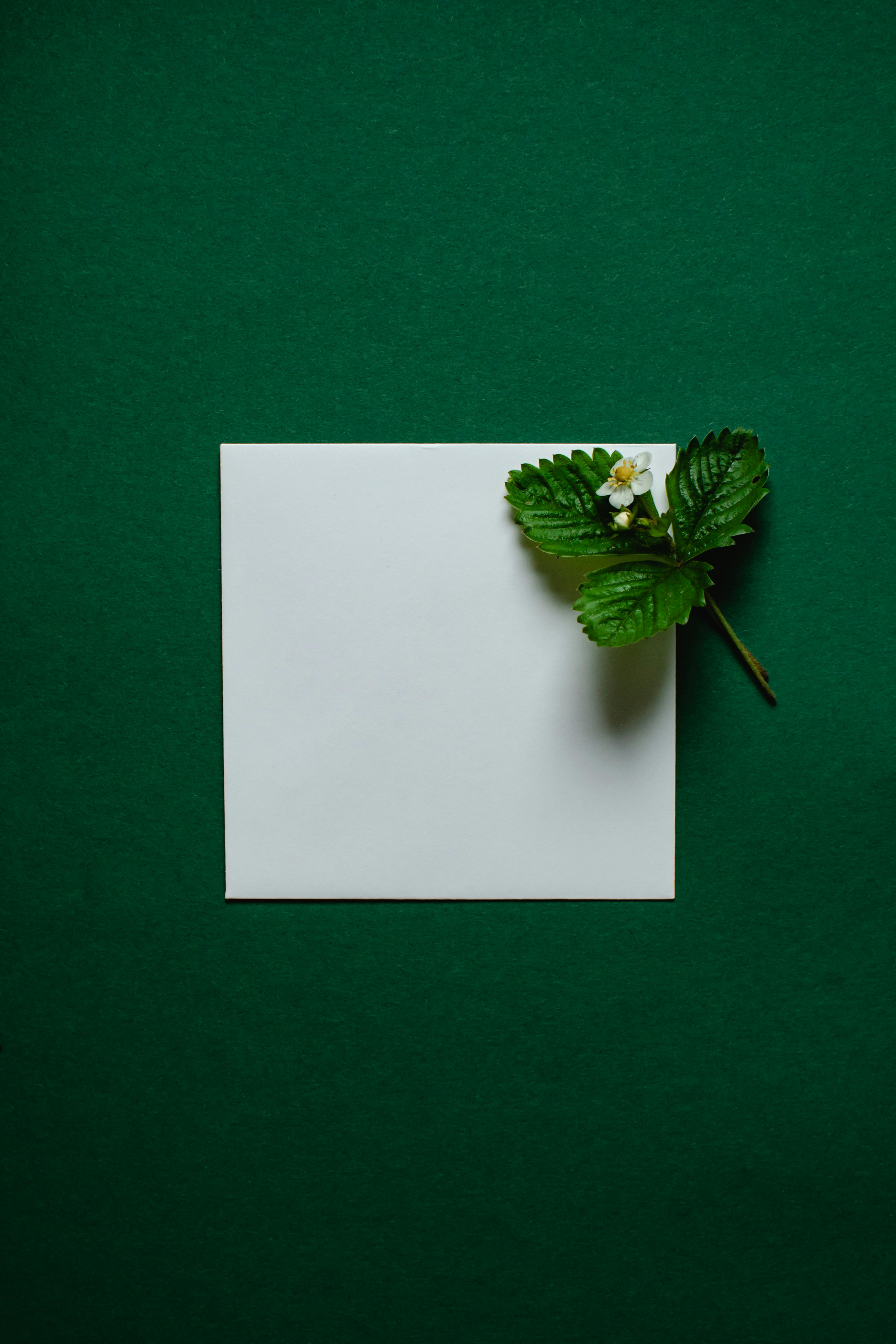 Green Mint Background Images, HD Pictures and Wallpaper For Free