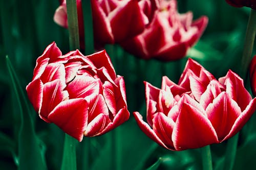 Free Red Tulips Flower in Bloom Stock Photo