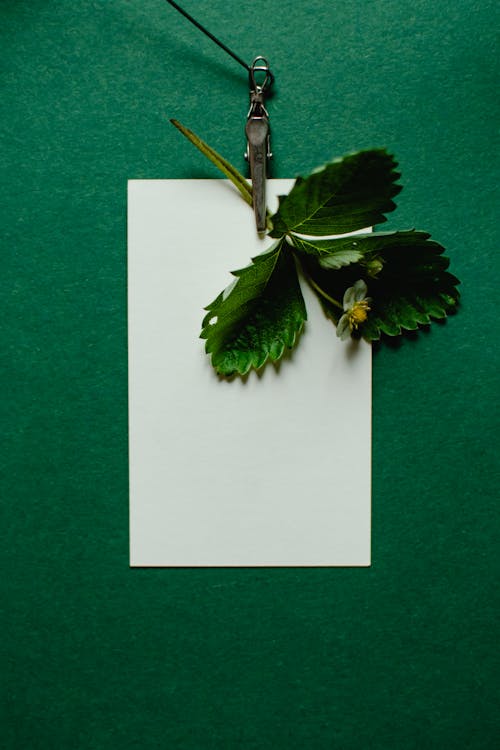 Green Leaves Clipped on Blank White Paper