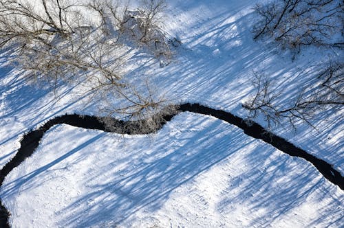 Bare Trees on Snow Covered Ground