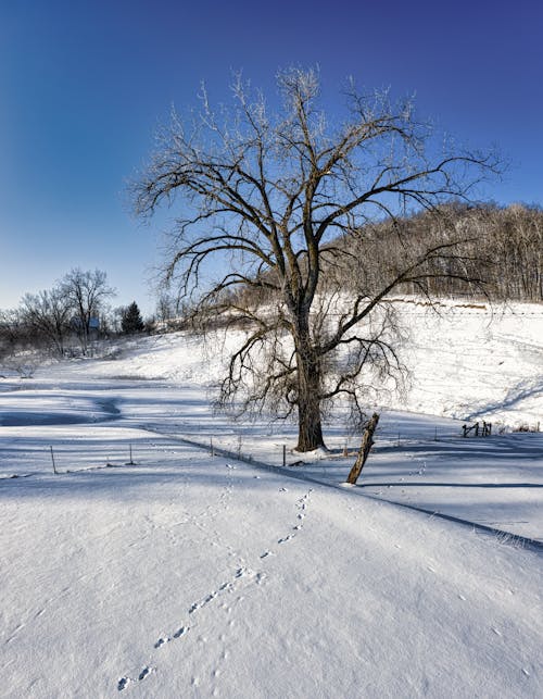 Kostenloses Stock Foto zu baum, einfrieren, fußabdrücke