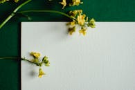 Yellow Flowers on White Blank Paper