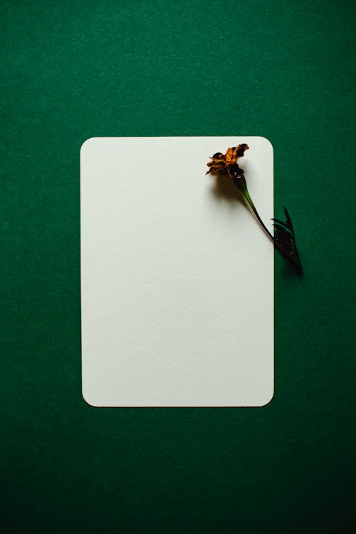 White Blank Paper and Purple Flower on Green Background