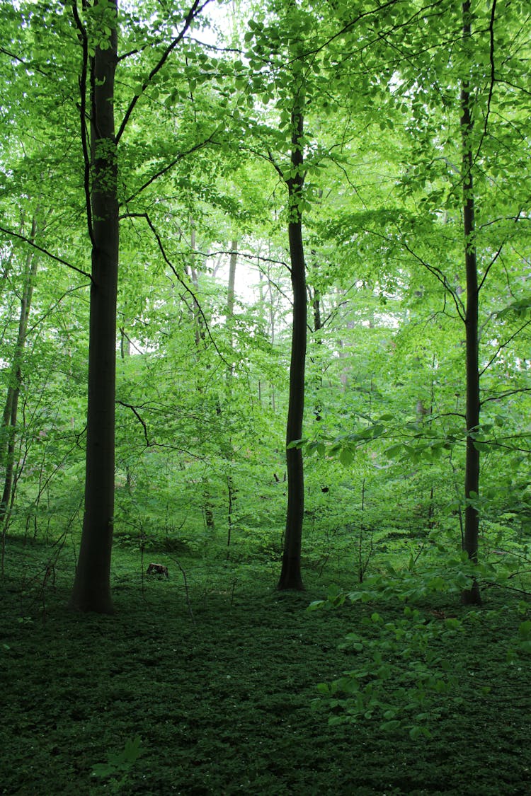 Luscious Trees On A Forest