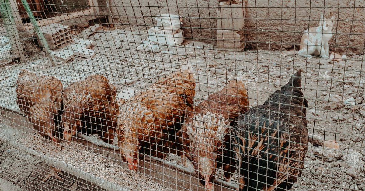 Five chickens pecking at feed in an outdoor coop with a curious cat nearby.