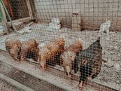 A Close-Up Shot of Chickens Eating inside a Chicken Coop