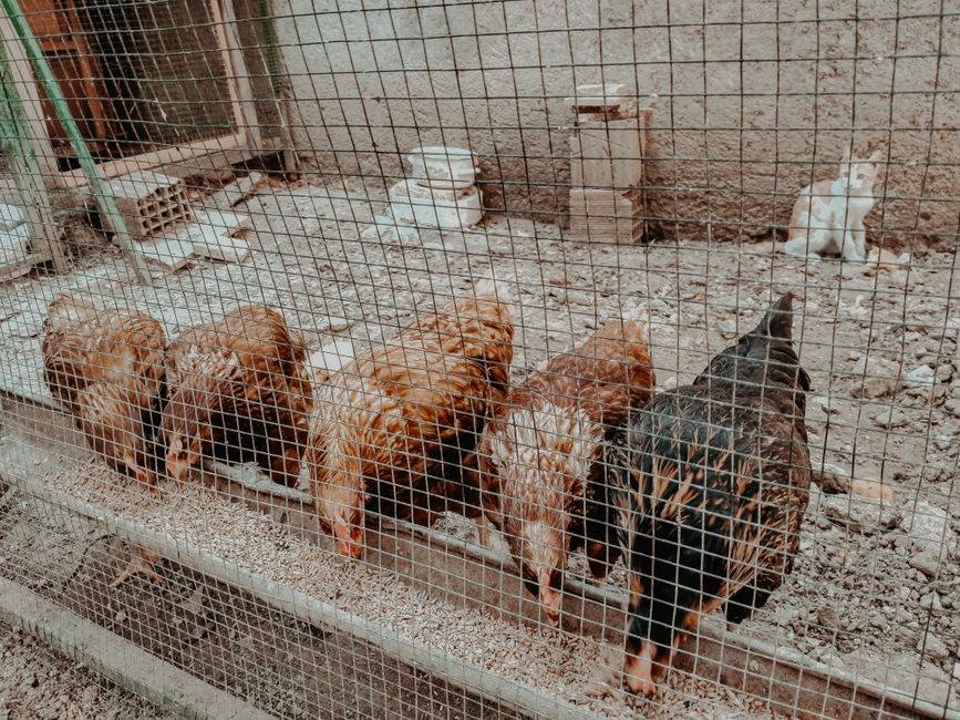 Five chickens pecking at feed in an outdoor coop with a curious cat nearby.